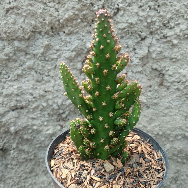 Opuntia Monacantha | Kaktus | D 10cm