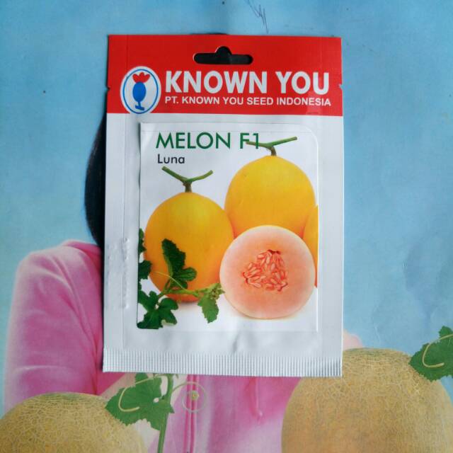 BENIH BUAH MELON GOLDEN LUNA SP