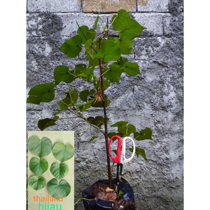 (THAILAND) bahan bonsai bibit waru thailand original tebal termurah