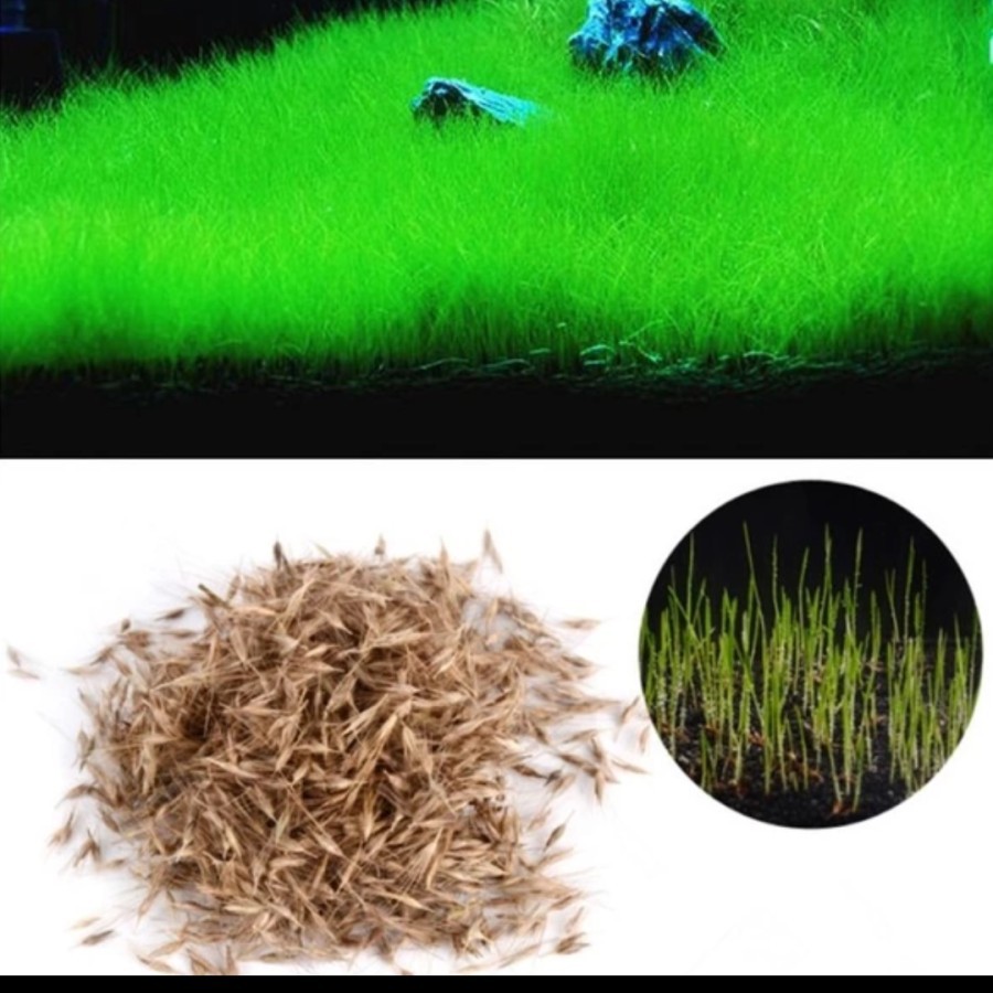 Bibit Benih Cow Leaf Grass Carpet Seed Aquascape Aquarium Plant Seed