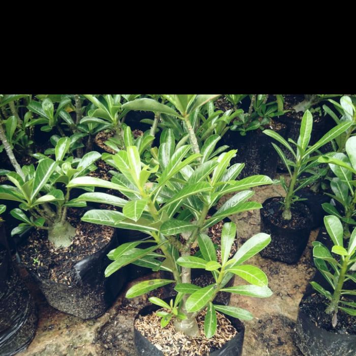 tanaman hias adenium cabang seribu - bibit adenium - Kamboja Jepang