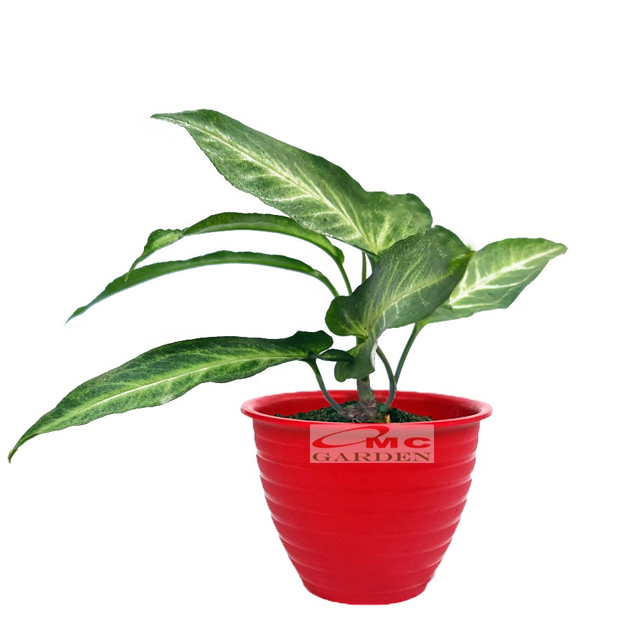 Keladi Mini Hijau Runcing Batik Tanaman Hias Syngonium Talas 1015