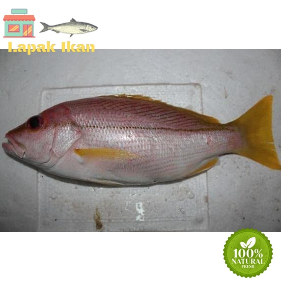 

GROSIR Ikan Kuniran Segar Ikan Segar Kuniran Ikan Laut Fresh GARANSI SEGAR 5Kilogram / 10Kilogram