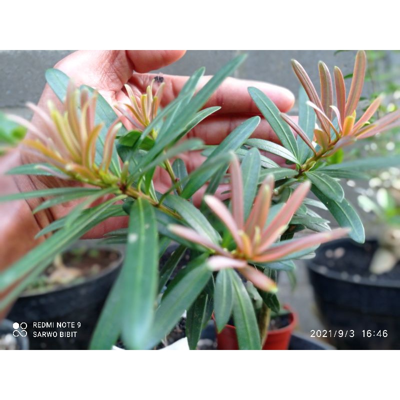 Lohansung pupus pink  OKULASI