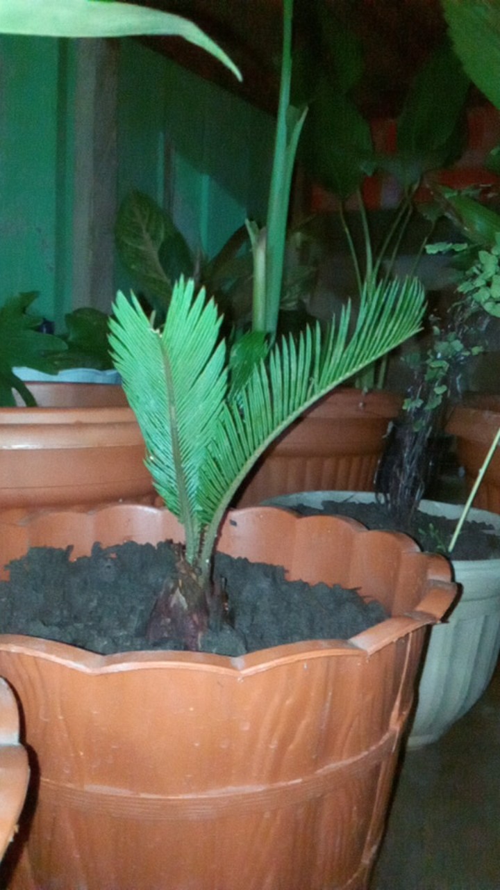 Tanaman Hias Mawar Tanpa Duri