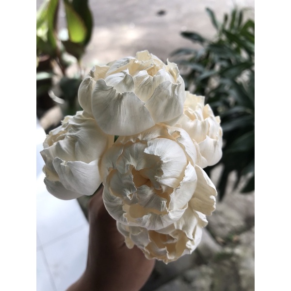 Bunga sola || Sola peony || peony wood