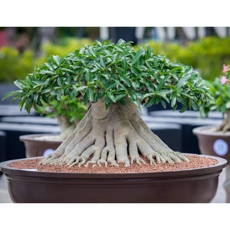 Adenium Arabicum Black Knight