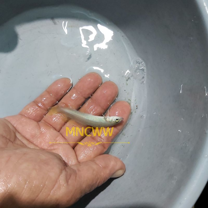 Ikan Hias Laut Roket Pasir