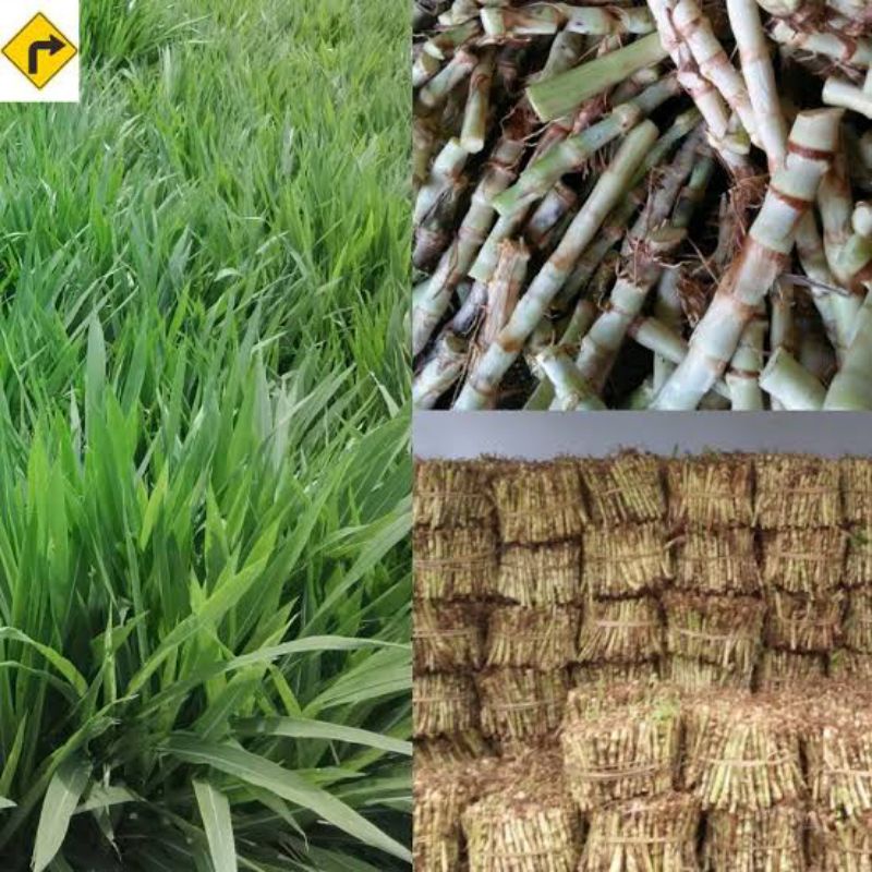 bibit rumput odot kolonjono rumput gajah gajahan