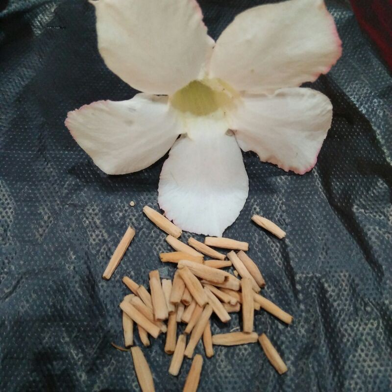 biji kamboja/adenium PUTIH PERCBANGAN & somalense