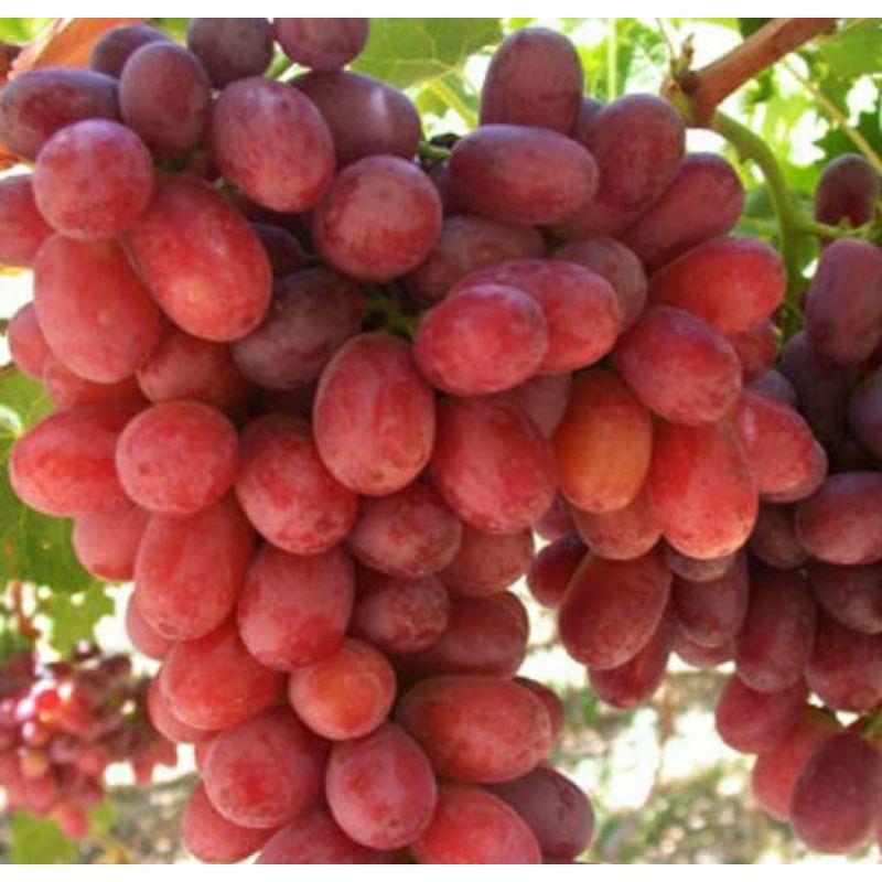 Bibit anggur merah super manis