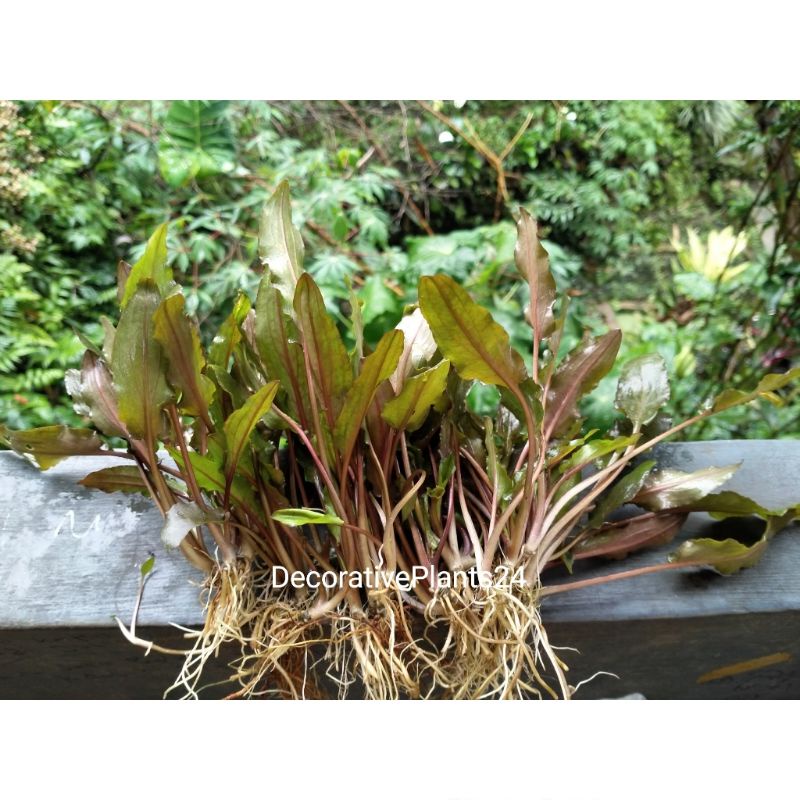 criptocoryne paket 20 btg