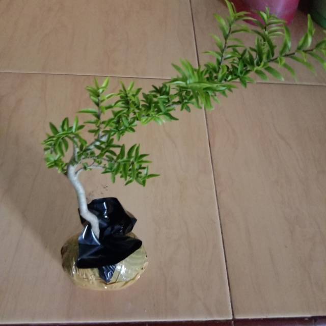 Bahan Bonsai Anting Putri Micro