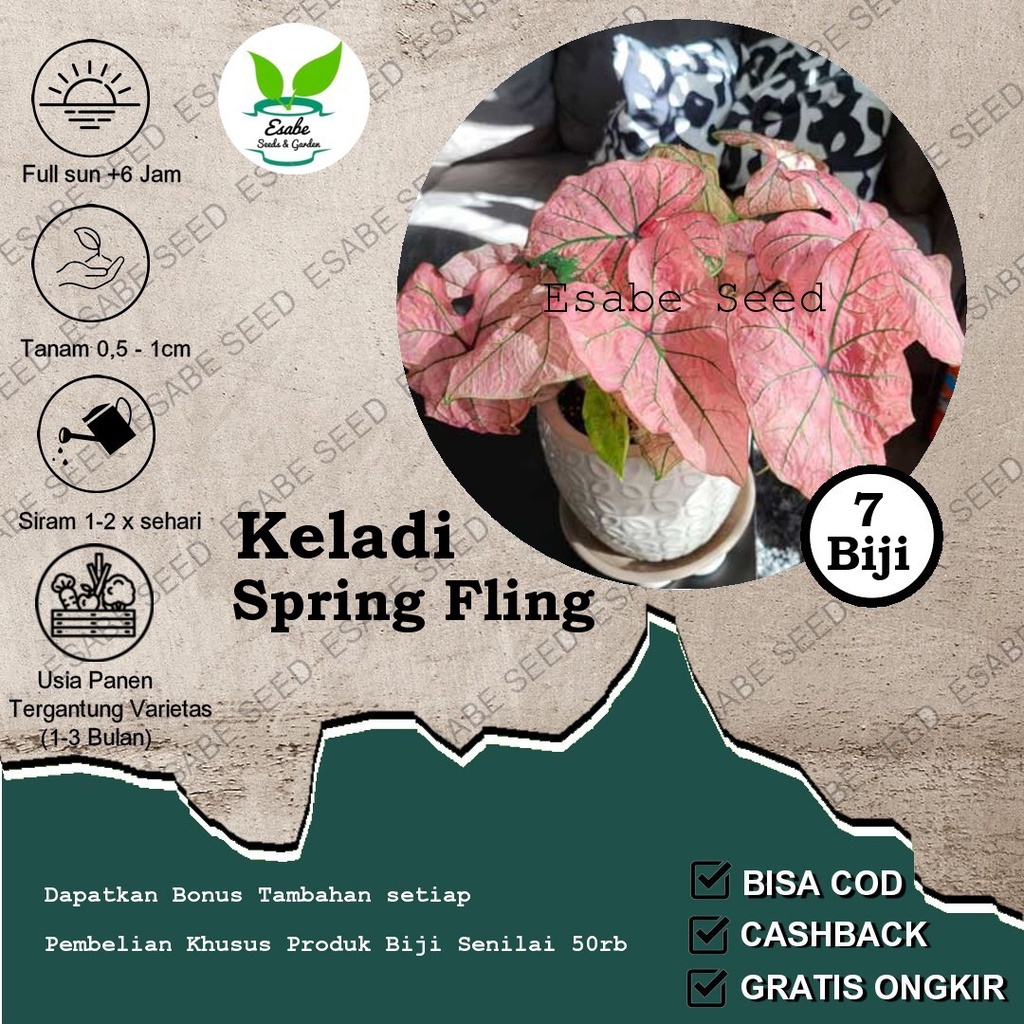 Benih Biji Caladium Spring Fling Keladi