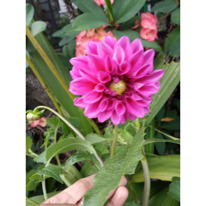 umbi Dahlia panta