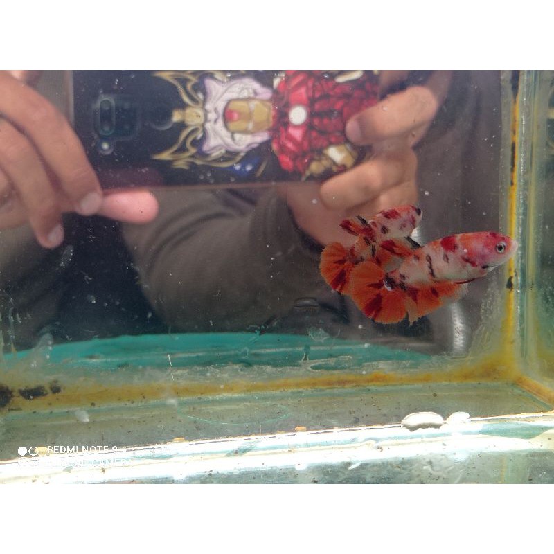 ikan cupang betina nemo