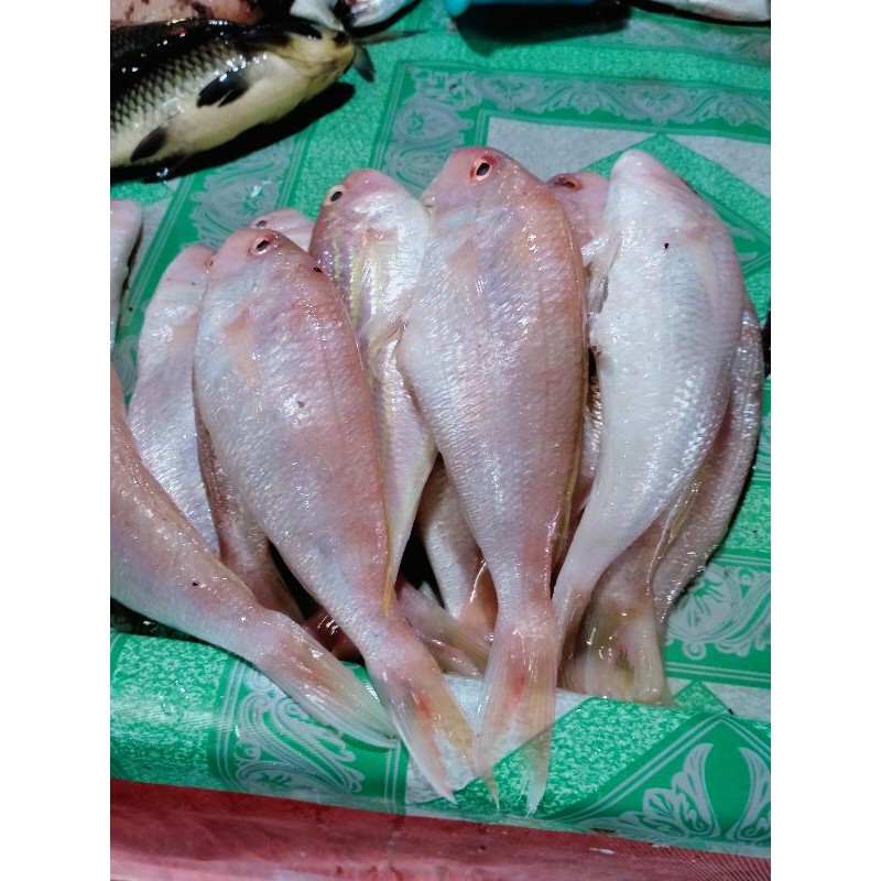 

IKAN TERISI