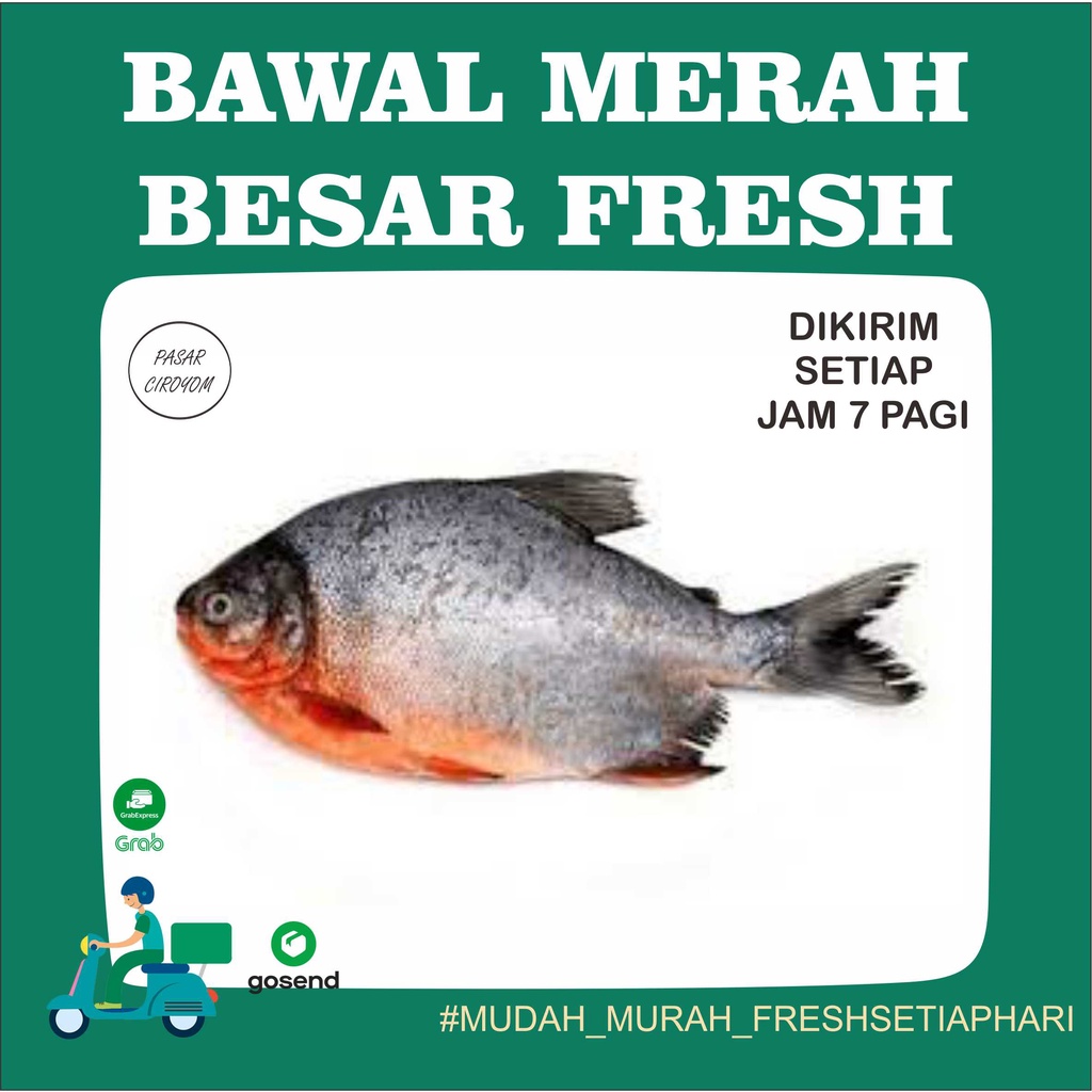 

IKAN BAWAL MERAH FRESH MURAH BANDUNG 500g