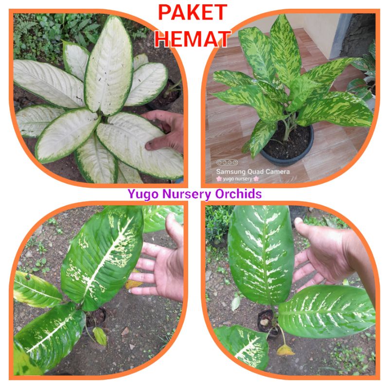 Paket Hemat 4 Jenis Diven Besar Diven Tisu Diven Army Diven Reflektor Diven Tropical