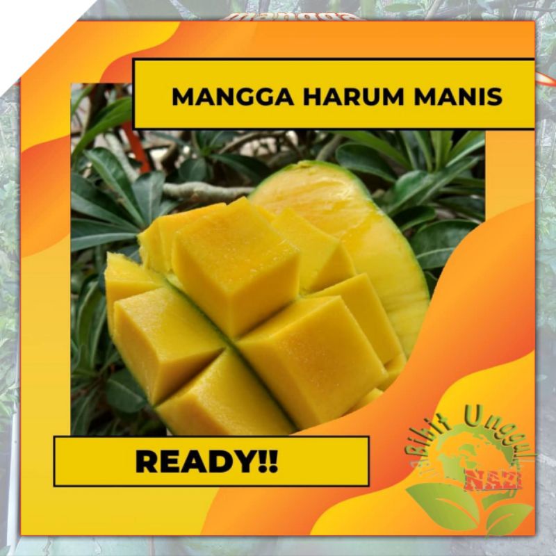 Bibit Mangga Harum Manis super genjah bisa tanam dalam pot