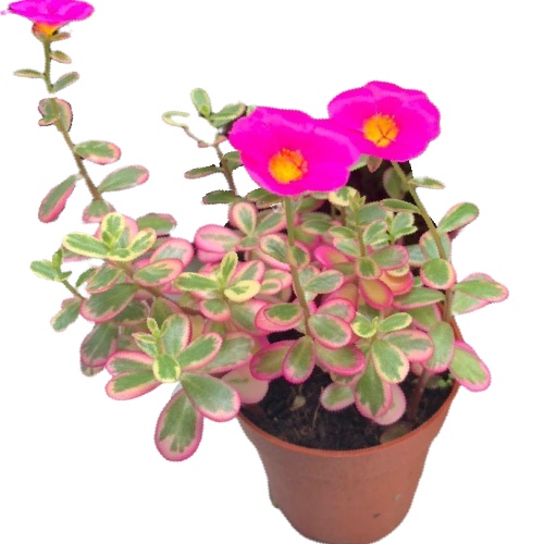 tanaman hias Portulaca pilosa Hana Misteria /portualaca pink-krokot pink- Moss Rose