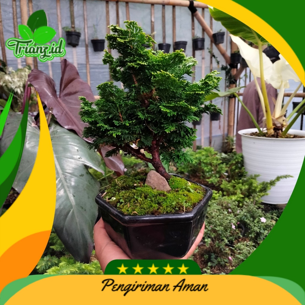 Bonsai Cemara inoki ukuran besar