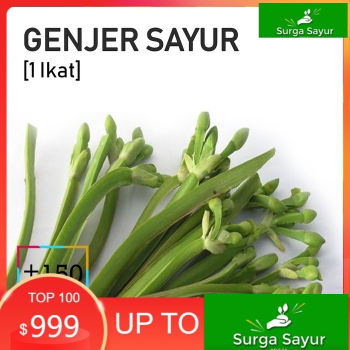 

SURGA SAYUR GENJER SAYUR [1 Ikat, ±150g] SEJABODETABEK BISA KIRIM INSTANT DGN GOSEND/ GRAB
