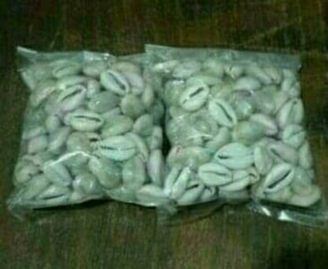 Biji kerang/keong asli 105 pcs