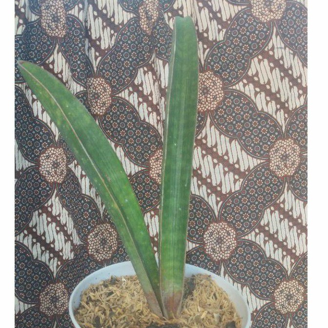 SANSEVIERIA HALII BASEBALL 20 -40 CM TANAMAN HIAS LIDAH MERTUA TAMAN ANTI POLUTAN, RADIASI, RACUN