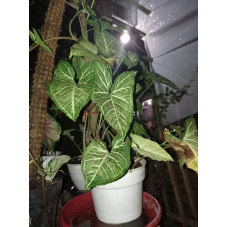 Jual Syngonium Lokal Podophyllum Shopee Indonesia