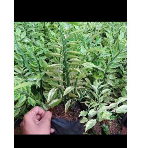 Tanaman hias zigzag plant - patah tulang