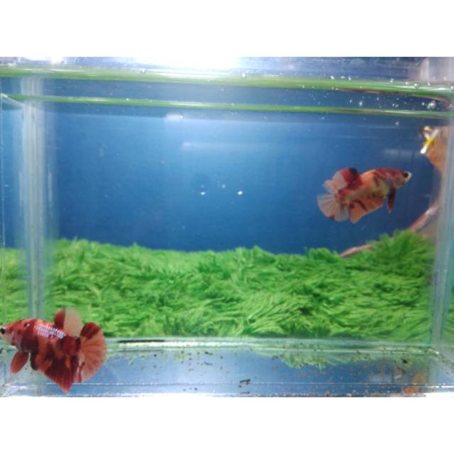 Cupang Nemo clasic sepasang