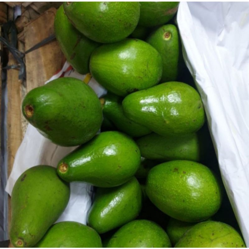 

Alpukat Mentega Lampung Premium 1Kg