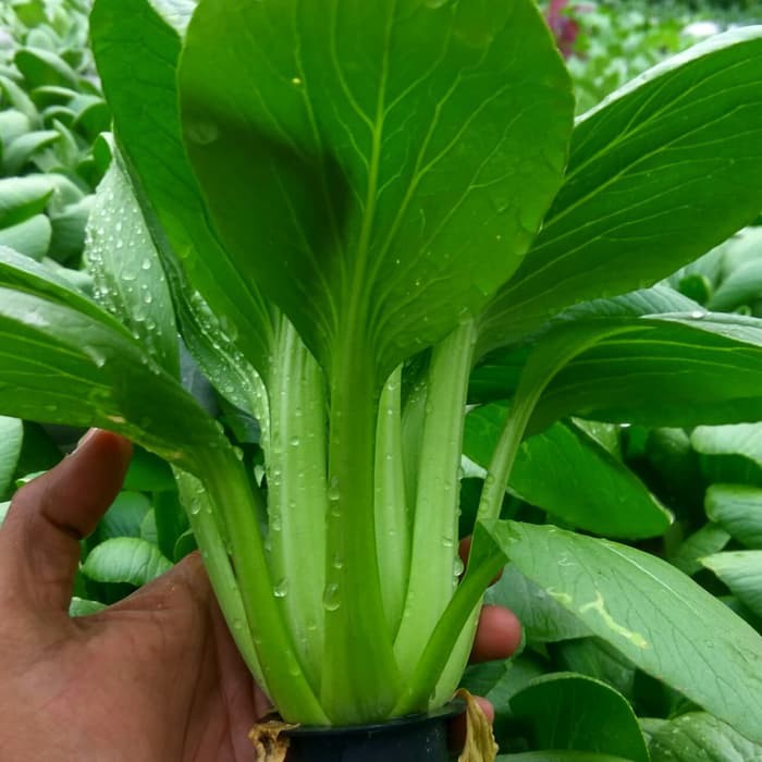 Bibit Benih Biji Sawi Sendok Pak Choy Pakcoy Bok Choy F1 Hybrid Green