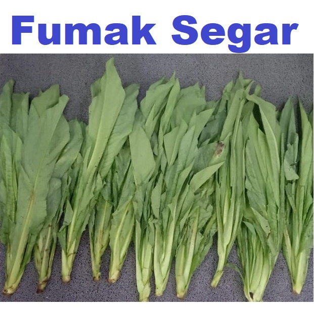 

TERMURAH 1kg Sayur Fumak Kumek Kumak Segar Setiap Hari Baru Fresh max kirim H+1