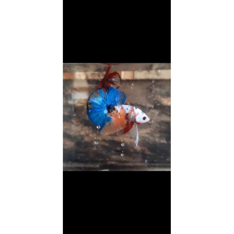 Cupang yellow koi galaxy hmpk