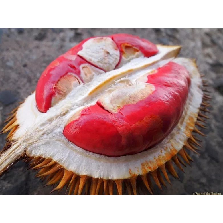 Bibit durian merah okulasi super