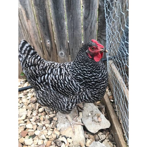 

TELUR AYAM HIAS BARRED ROCK FERTIL ASLI UNTUK DITETASKAN