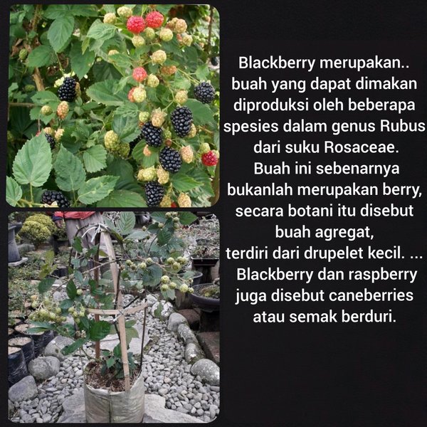 pohon blackberry sudah berbuah-tanaman blackberry-buah blackberry