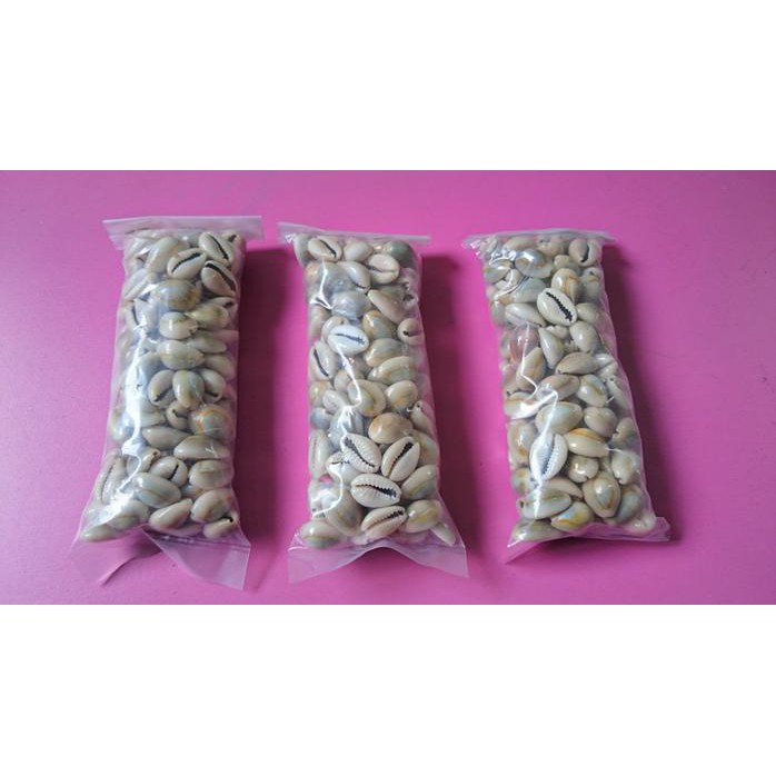 Biji Congklak Kecil Kuwuk Bekel / Biji Kerang Kecil 100