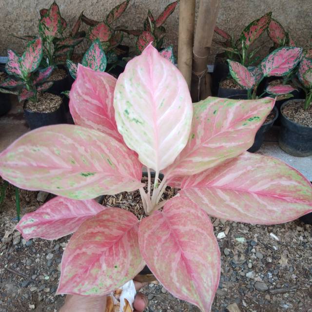 Tanamna Aglonema bidadari mutasi