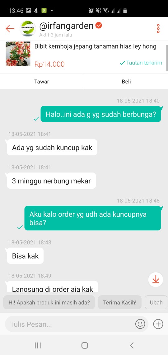 Benih Adenium Desert 3x White Purple