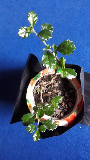 Bibit Hokiantea Mikro_Carmona Microphylla