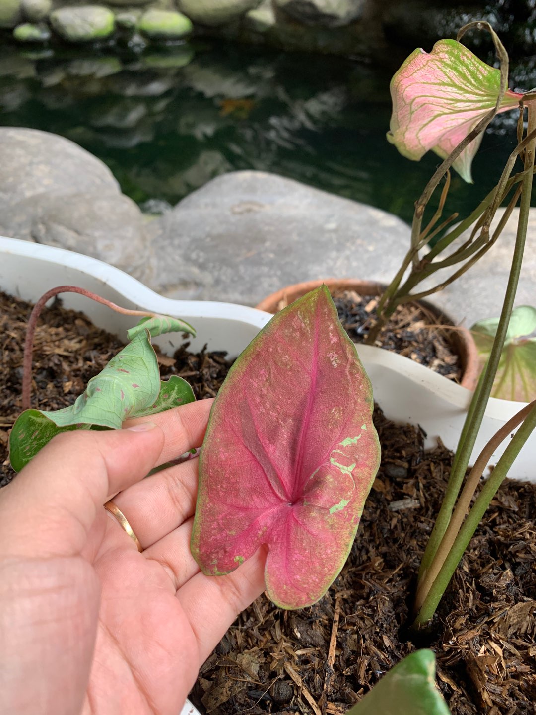 Caladium Ace Of Heart / Bibit Keladi Ace Of Heart Dikirim Anakan