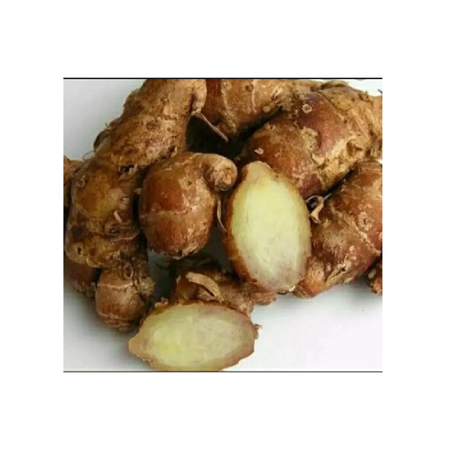 

Kencur segar kencur asli murah cikur segar