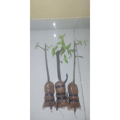 bunga bunga hias tanaman hias bahan cangkokan bahan bonsai anting putri