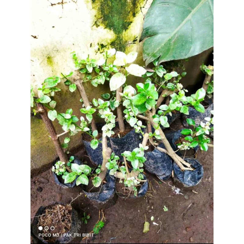 Bonsai sancang varigata (BATANG BESAR)