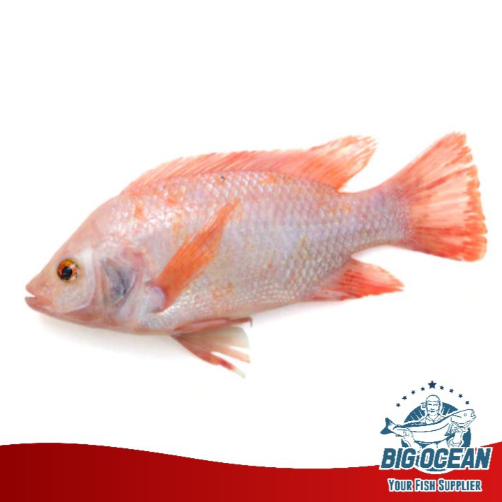 

Ikan Nila Merah | Red Tilapia @1kg