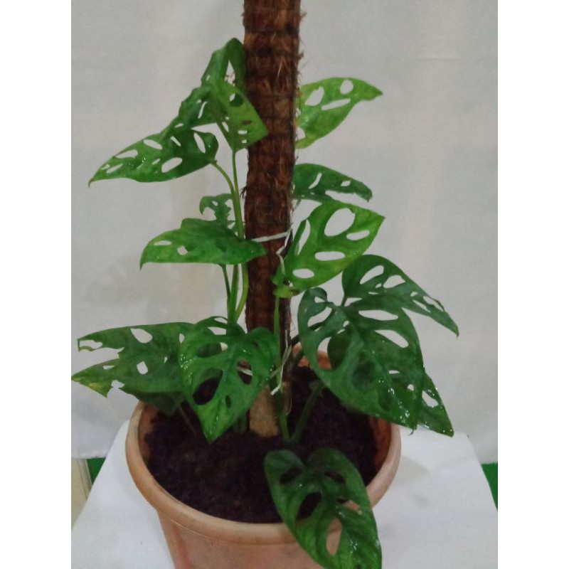 Tanaman Hias Philodendron Monstera ACUMINATA/Janda Bolong 3-4-5 daun