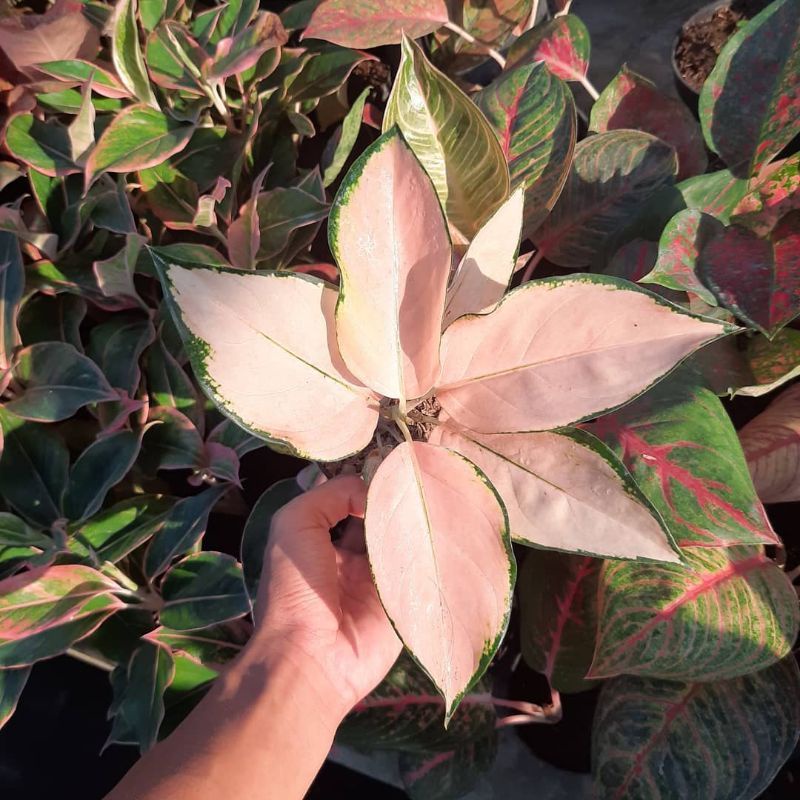 BIBIT TANAMAN HIAS AGLONEMA KOCIN SUTRA/ANAKAN AGLONEMA KOCIN SUTRA